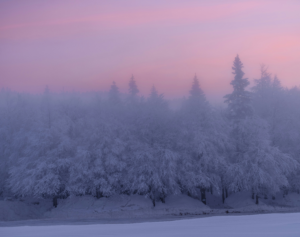 winter morning in nature