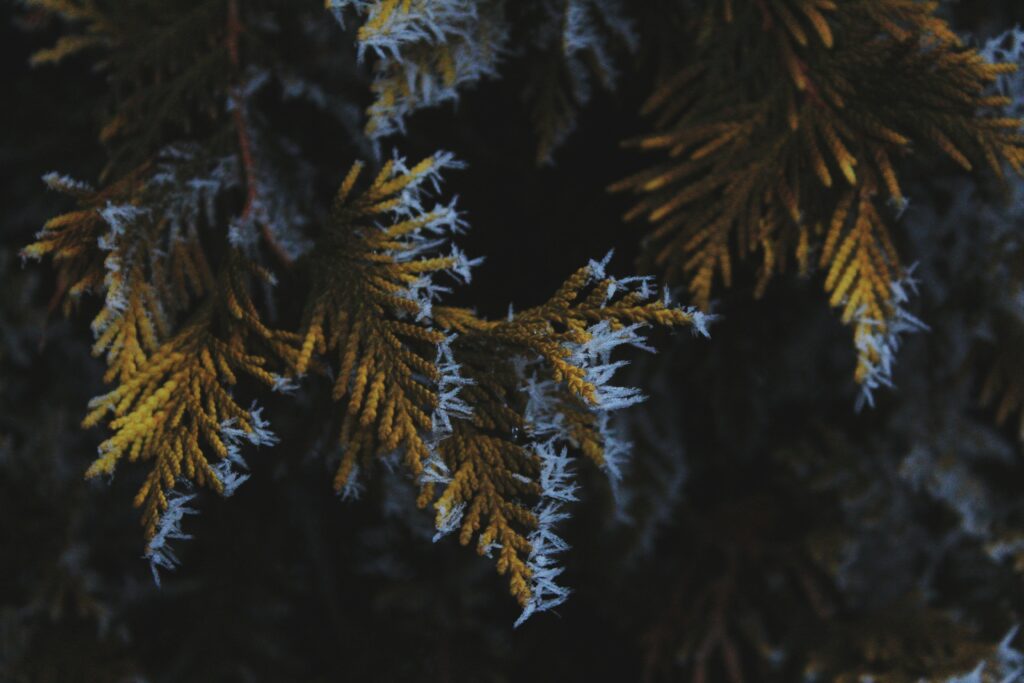 tree at night