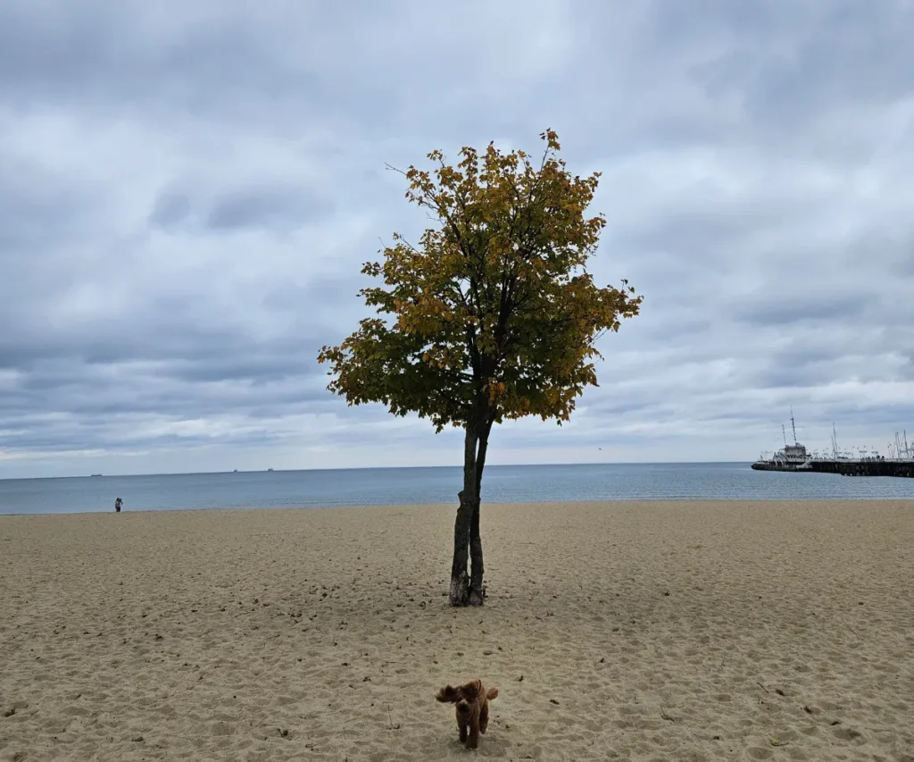 sopot beach tree